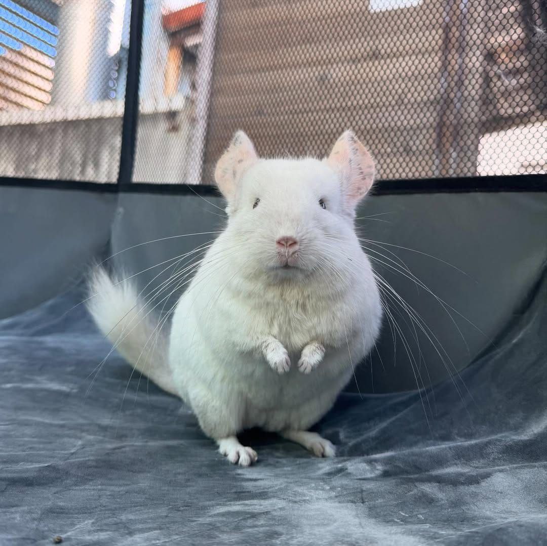 Snow-White