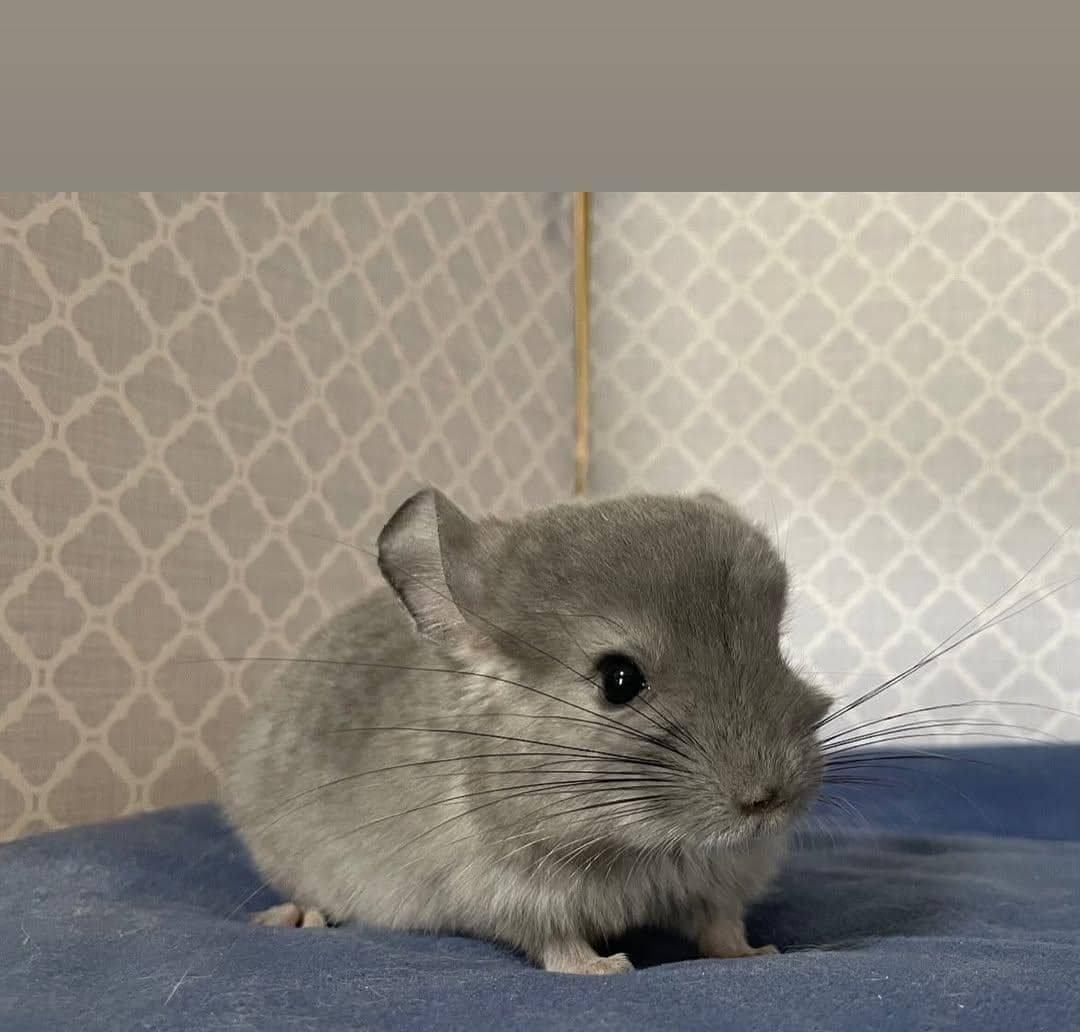 Mac